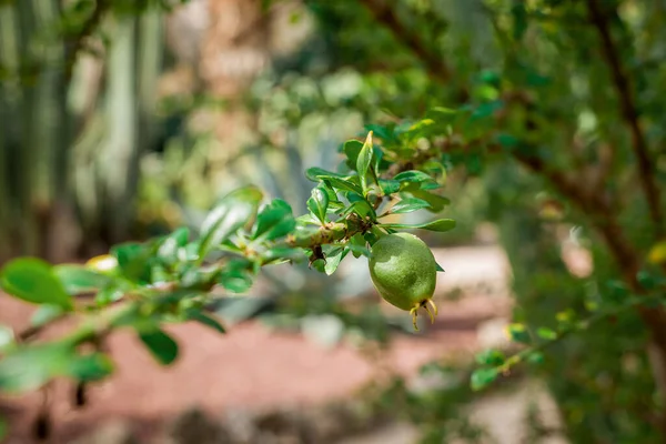 巴巴里Fig植物 印度Fig Opuntia 无刺仙人掌 — 图库照片