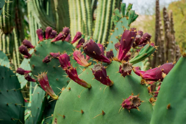 Varkensvijgenplant Indiaas Varken Opuntia Cactus Zonder Ruggengraat — Stockfoto