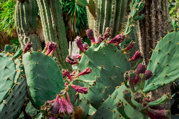 Berberitzenfeigenpflanze Indische Feigenopuntia Dornenloser Kaktus — Stockfoto