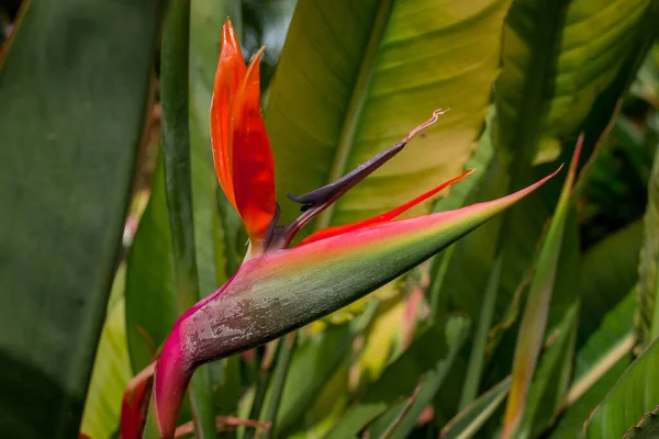 Belo Pássaro Paraíso Flores Com Fundo Borrado — Fotografia de Stock