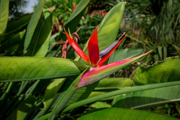 Beautiful Bird Paradise Flowers Blurred Background — Stock Photo, Image