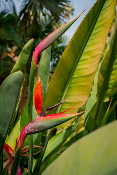 Belo Pássaro Paraíso Flores Com Fundo Borrado — Fotografia de Stock