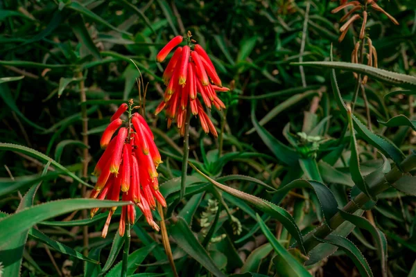 Belle Plante Succulente Aloès Fleurs Rouges — Photo