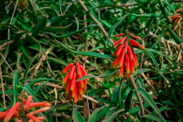 Krásné Šťavnaté Aloe Rostlin Červené Květy — Stock fotografie