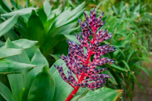 Piękne Soczyste Aloe Roślin Czerwone Kwiaty — Zdjęcie stockowe