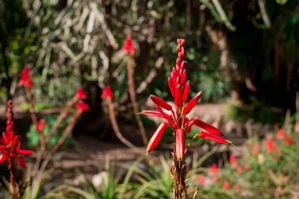 美しいジューシーなアロエ植物と赤い花 — ストック写真