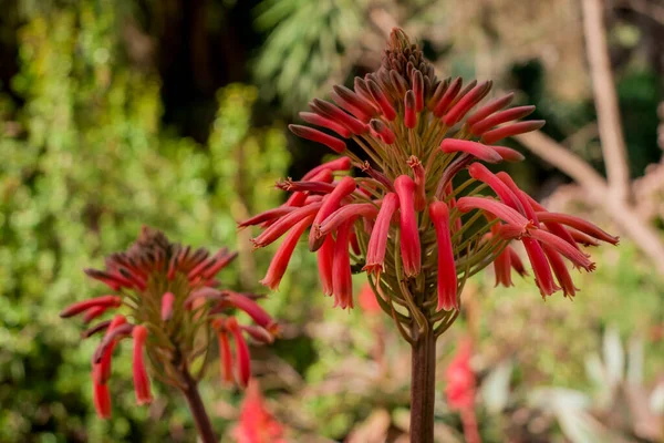 美丽的肉质植物芦荟植物和红色的花朵 — 图库照片