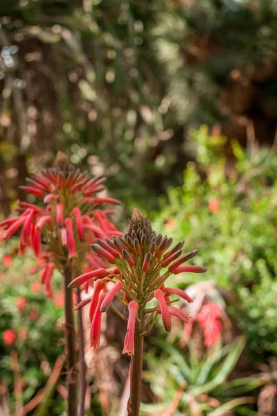 美丽的肉质植物芦荟植物和红色的花朵 — 图库照片