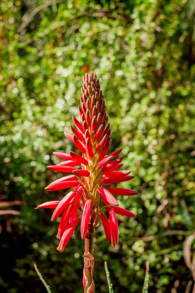 Bela Planta Aloés Suculenta Flores Vermelhas — Fotografia de Stock