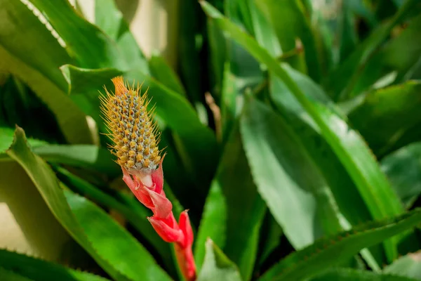Όμορφο Και Χυμώδεις Aloe Φυτών Και Κόκκινο Λουλούδια — Φωτογραφία Αρχείου