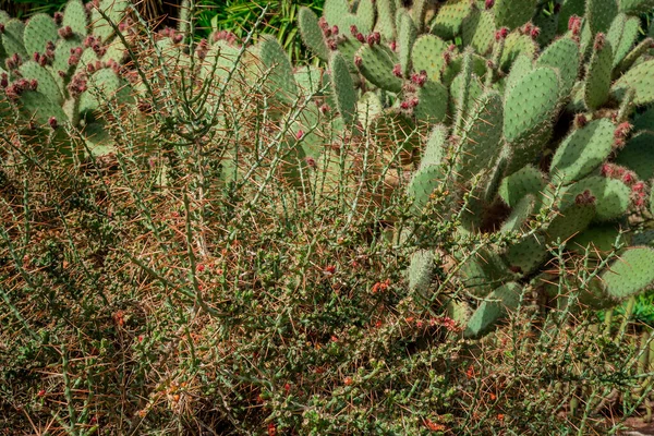 Cactustuin Met Een Veelheid Aan Verschillende Cactus Planten — Stockfoto