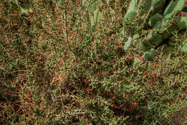 Kaktusz Kert Számos Különböző Kaktusz Növény — Stock Fotó