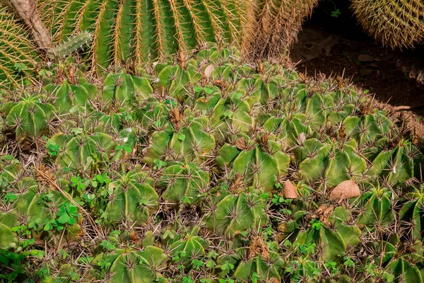 別のサボテンの植物の多数のサボテンの庭 — ストック写真