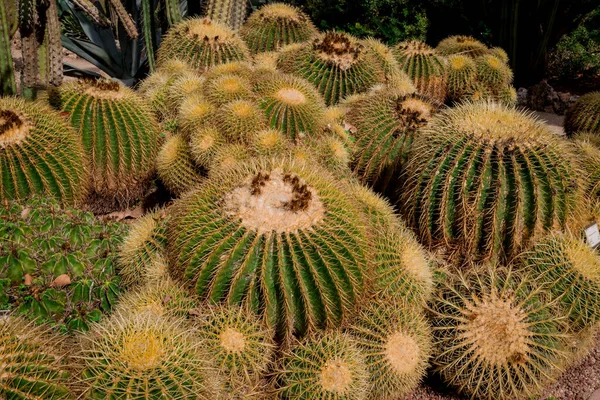 Cactus Garden Con Multitud Plantas Cactus Diferentes —  Fotos de Stock