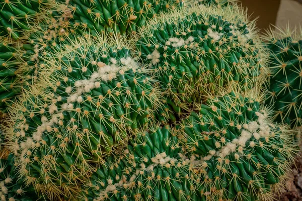 Cristata Cactus Mammillaria Spinosissima Close Green Cactus — стоковое фото