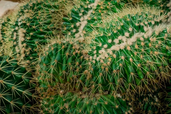 クリスタサボテン Mammillaria Spinosissima緑のサボテンを閉じる — ストック写真