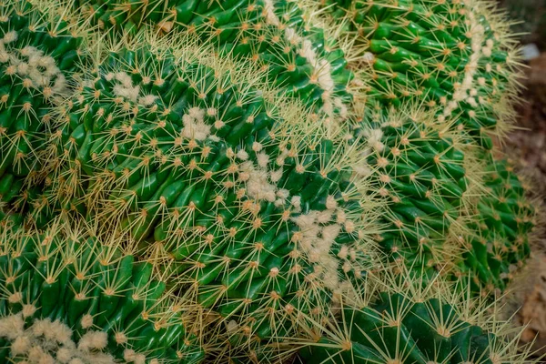 Cristata Kaktus Mammillaria Spinosissima Närbild Grön Kaktus — Stockfoto
