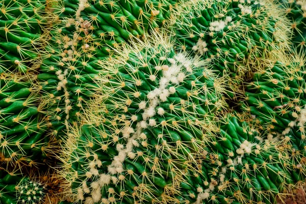 Cristata Cactus Mammillaria Spinosissima Zamknij Zielone Kaktusy — Zdjęcie stockowe