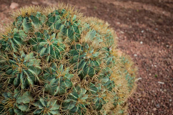 Cylindfunduntia Tunicata Shoathed Cholla Cactus — стоковое фото