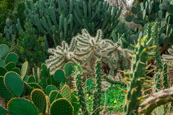 Cilindropuntia Tunicata Cactus Cólera Envainados —  Fotos de Stock