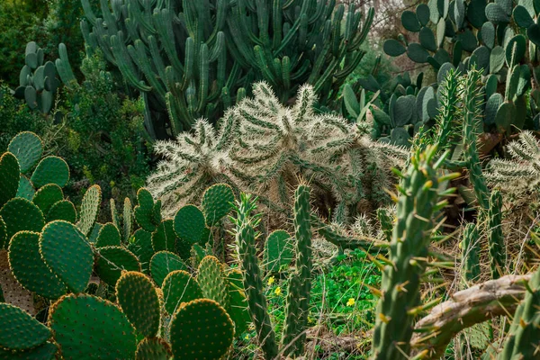 Cylindropuntia Tunicata Ummantelter Cholla Kaktus — Stockfoto