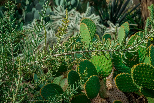 Cylindropuntia Tunicata Cactus Cholla Gainé — Photo
