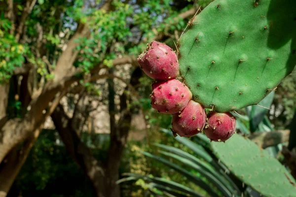 Unusual Cactus Plant Close Garden — Stock Photo, Image