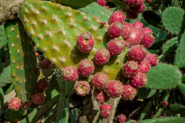 Szokatlan Kaktusz Növény Közel Kerthez — Stock Fotó