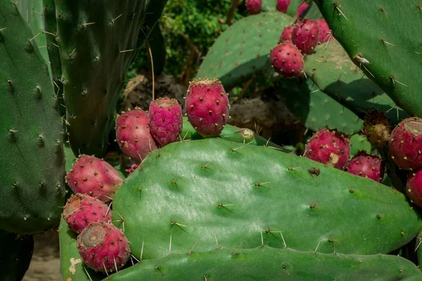 Ongewone Cactus Plant Close Tuin — Stockfoto
