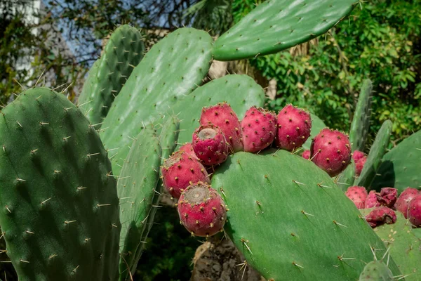 Planta Cactus Inusual Cerca Jardín —  Fotos de Stock
