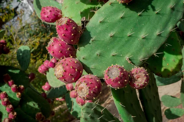 Pianta Cactus Insolita Vicino Giardino — Foto Stock
