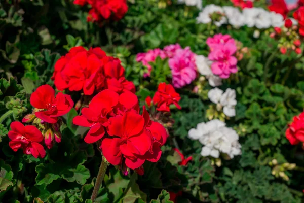 Mnóstwo Pelargonie Pięknym Tle Kwiatów — Zdjęcie stockowe