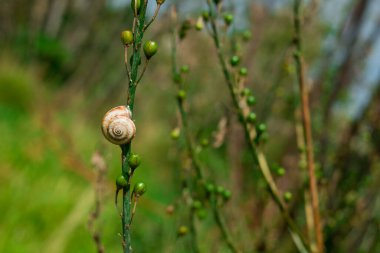 Yeni yaprakları olan ve filizlenen bir incir dalı