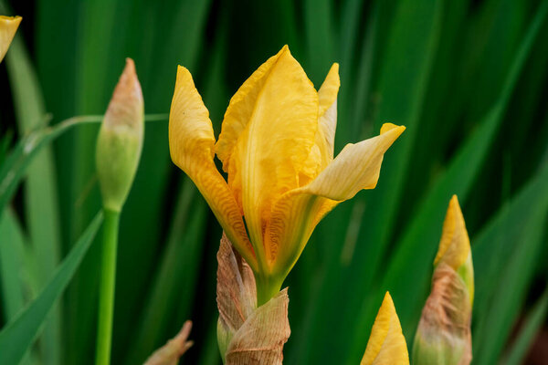 Прекрасная желтая радужка, замеченная у воды.
. 