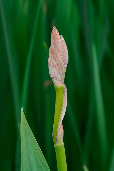 Iris Amarillo Beatiful Manchado Por Orilla —  Fotos de Stock
