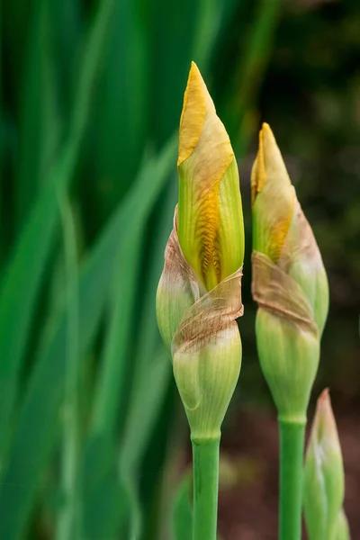 Iris Amarillo Beatiful Manchado Por Orilla —  Fotos de Stock