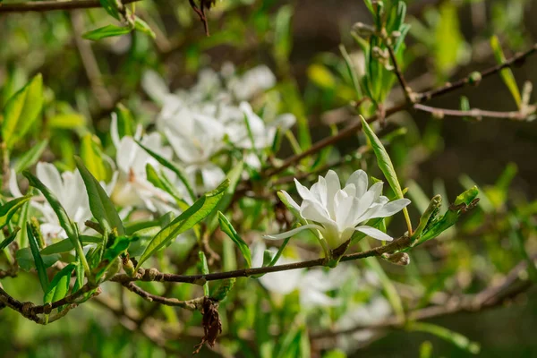 Ένα Όμορφο Λουλούδι Μανόλια Ποικιλία Soulangeana — Φωτογραφία Αρχείου