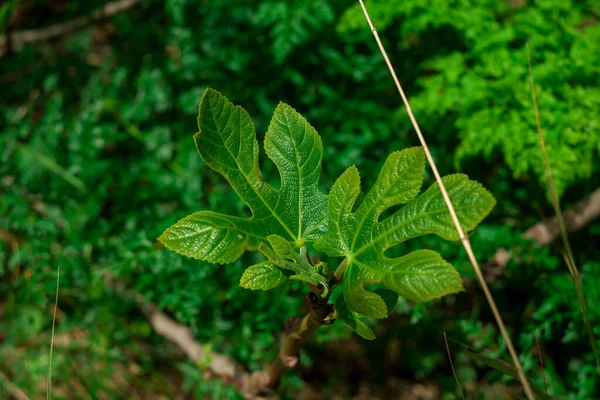 新しい葉と芽を持つイチジクの枝 — ストック写真