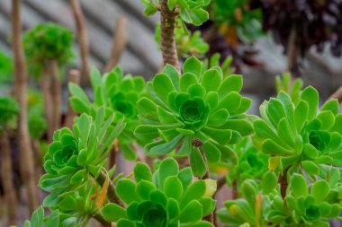 Aeonium Arboreum Zwartkop, çiçekte kırmızı şarap kolyesi var.