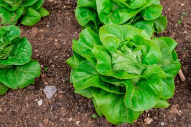 kırsal ortamda bir organik sebze bahçesi