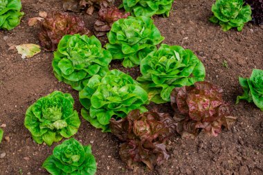 kırsal ortamda bir organik sebze bahçesi