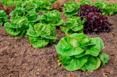 kırsal ortamda bir organik sebze bahçesi