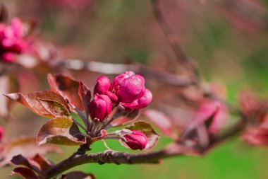 Elma ağacında elma çiçeği. Yakın plan..