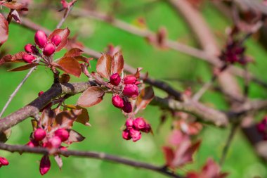 Elma ağacında elma çiçeği. Yakın plan..