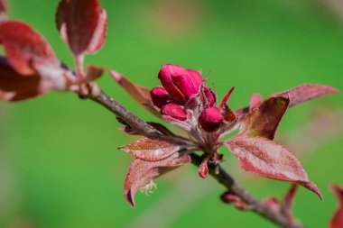 Elma ağacında elma çiçeği. Yakın plan..