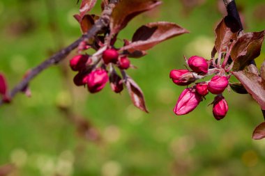 Elma ağacında elma çiçeği. Yakın plan..