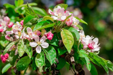 Elma ağacında elma çiçeği. Yakın plan..