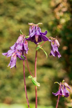 İngiliz ormanlarında çan çiçekleri 