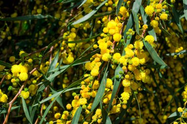 Akasya 'nın çiçek açan dalları mimoza satıyor. 