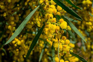 Akasya 'nın çiçek açan dalları mimoza satıyor. 